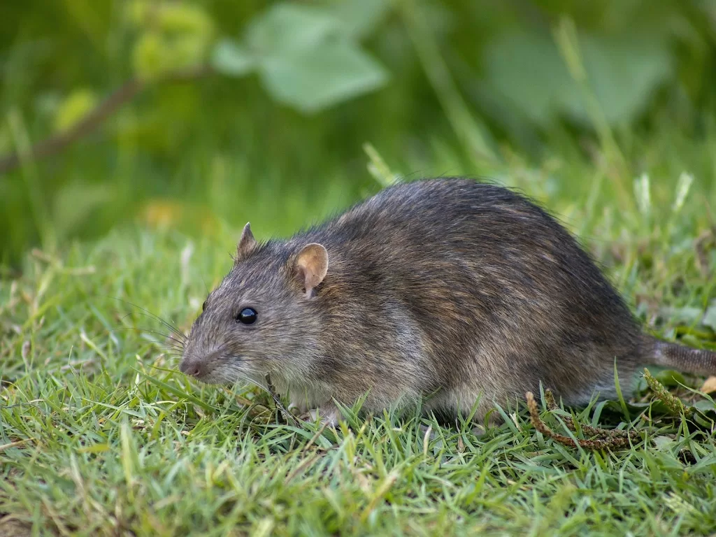rüyada fare görmek