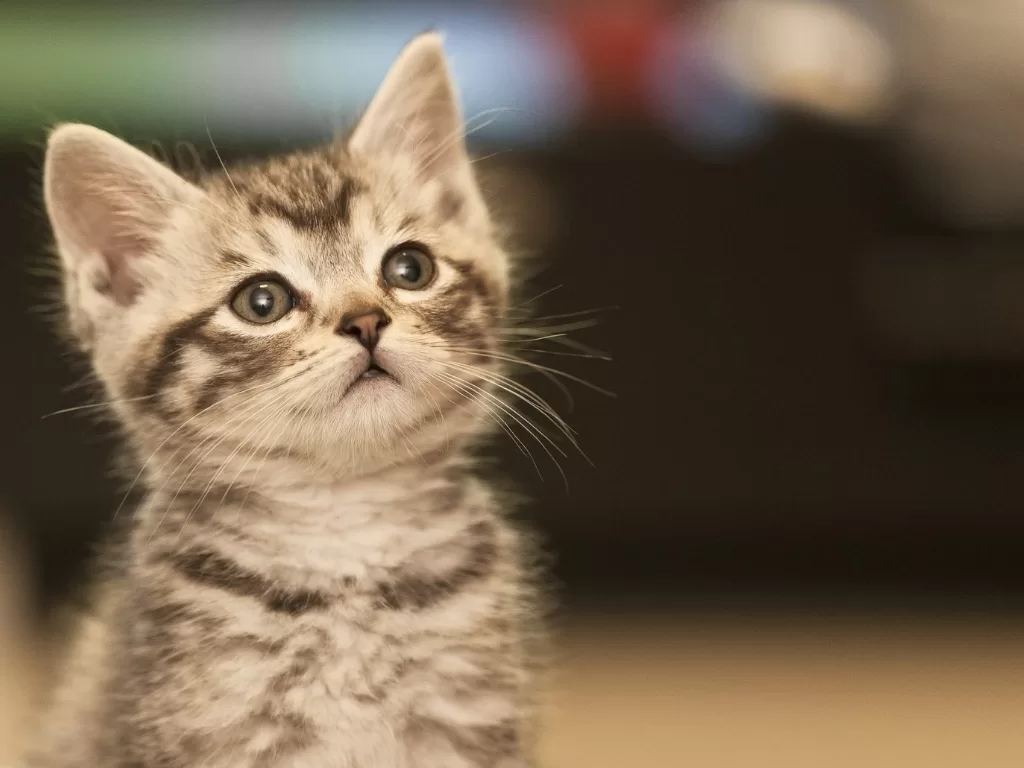 rüyada kedi görmek ne anlama geliyor