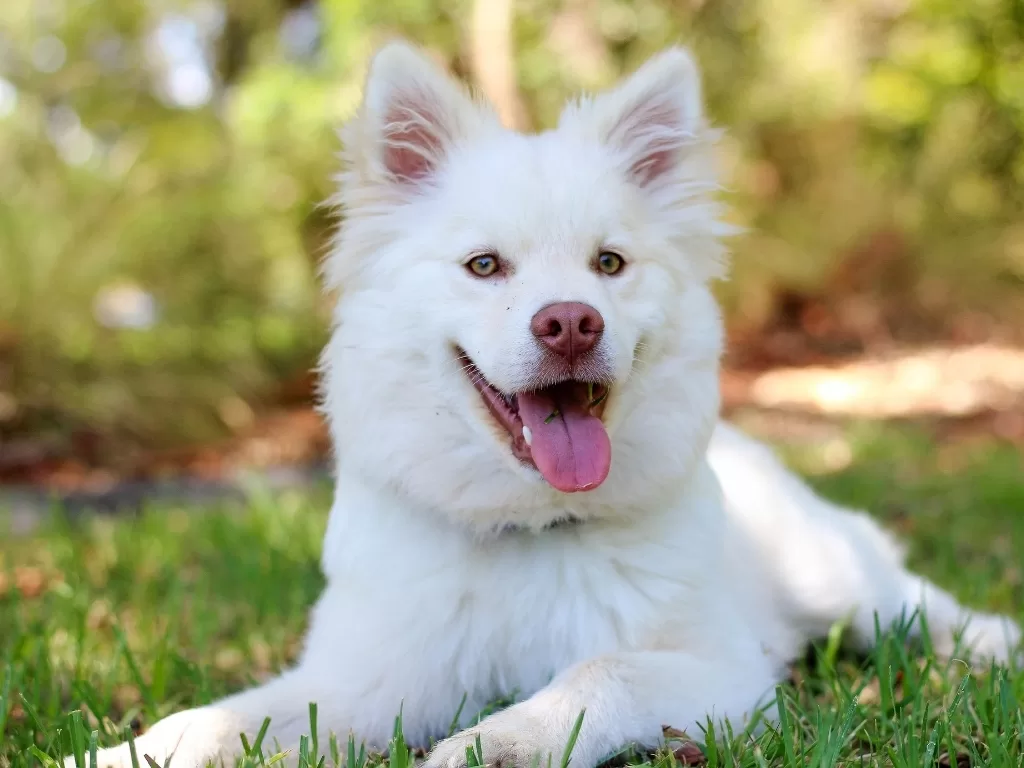 rüyada köpek görmek ne anlama gelir